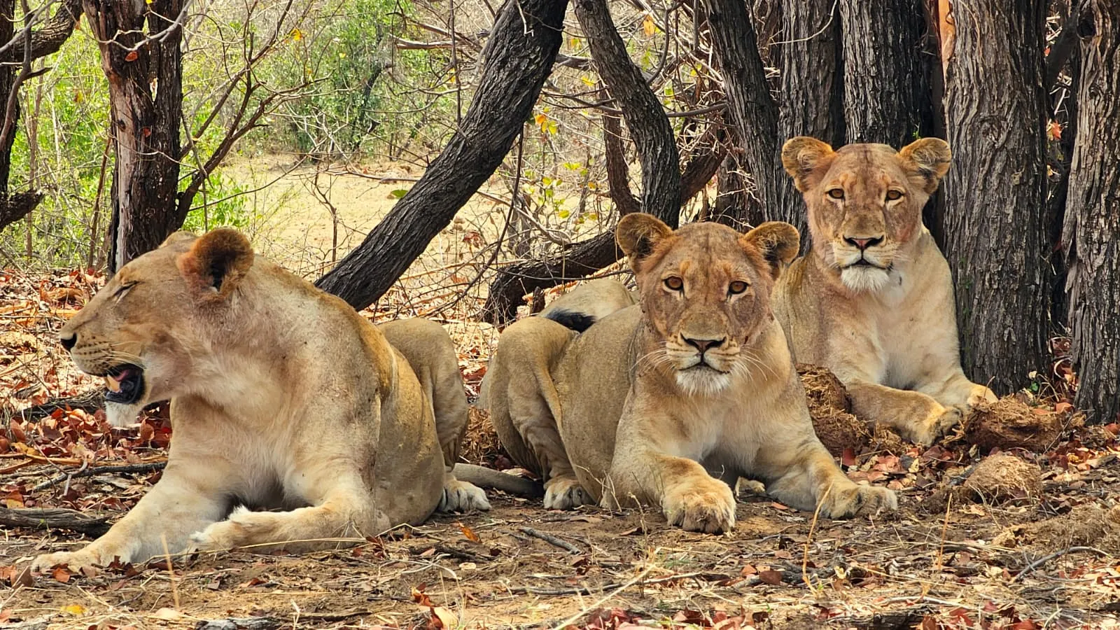 Leonas durante un safari en Sudáfrica