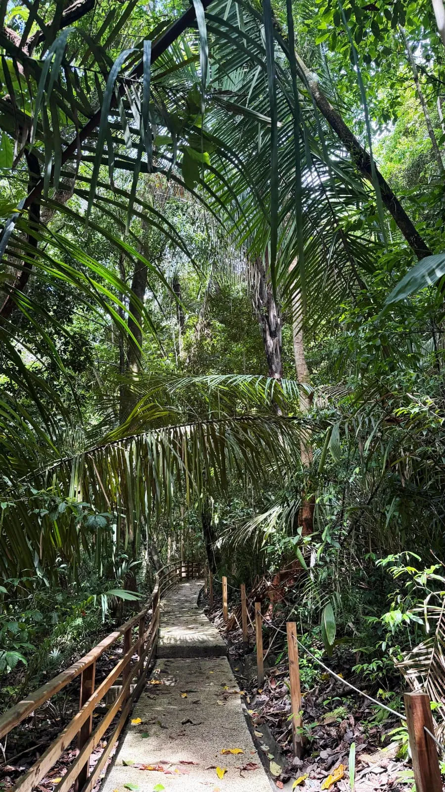 Sendero en la selva