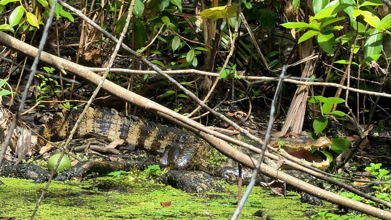 Cocodrilo junto al agua en Costa Rica